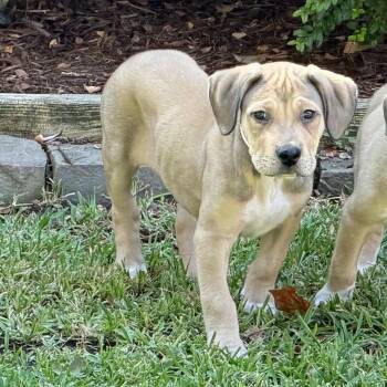 Nate -  Retriever and Shepherd Dog for Adoption in Lewisville, Texas - Nate | PetCurious
