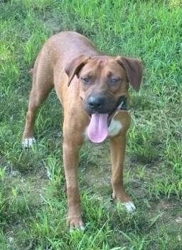 Rescue Terrier Dogs for Adoption in Princeton, Massachusetts - Princess | PetCurious