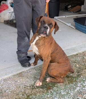 Boomer -  Boxer Dog for Adoption in Scottsburg, Indiana - Boomer | PetCurious