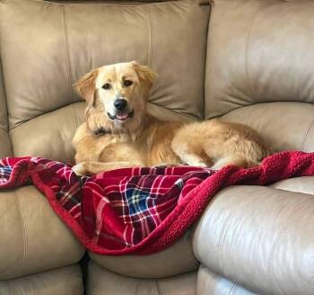 Tator(10mo, 46lbs) -  Golden Retriever Dog for Adoption in Hinton, West Virginia - Tator(10mo, 46lbs) | PetCurious
