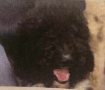 Rescue Standard Poodle Dogs for Adoption in Severance, Colorado - Christopher | PetCurious