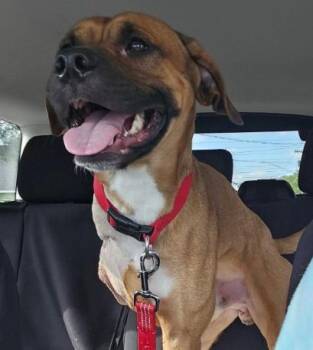 Enzo (2 Yesrs Old) -  Pit Bull Terrier Dog for Adoption in Albany, New York - Enzo (2 Yesrs Old) | PetCurious