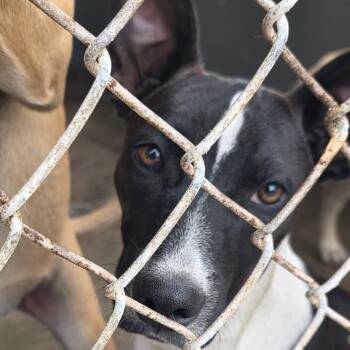 Rescue Terrier Dogs for Adoption in Clanton, Alabama - JoAnn | PetCurious