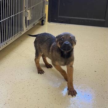 Johnson 0101 -  German Shepherd Dog and Mixed Breed Dog for Adoption in Loxahatchee Groves, Florida - Johnson 0101 | PetCurious