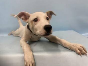 Mickey -  Terrier and Mixed Breed Dog for Adoption in Minneapolis, Minnesota - Mickey | PetCurious