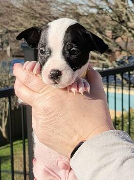 Mixed Breed Dogs Available for Adoption - Drill | PetCurious