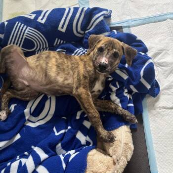 Ranger -  Mixed Breed Dog for Adoption in Chattanooga, Tennessee - Ranger | PetCurious