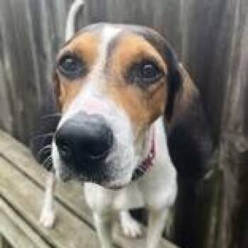 Rescue Treeing Walker Coonhound Dogs for Adoption in Indianapolis, Indiana - Conga | PetCurious