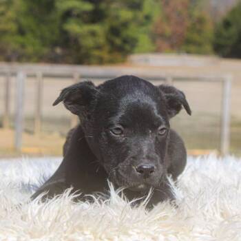 Mixed Breed Dogs Available for Adoption - Rocket | PetCurious