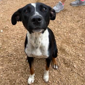 Winnie KCAC #511.26 -  Mixed Breed Dog for Adoption in Kerrville, Texas - Winnie KCAC #511.26 | PetCurious