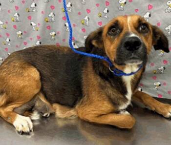 German Shepherd Dog Dogs Available for Adoption - Astrid | PetCurious