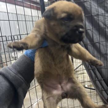 Shepherd Dogs Available for Adoption - Cleo | PetCurious