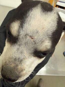 Mixed Breed Dogs Available for Adoption - Oreo | PetCurious