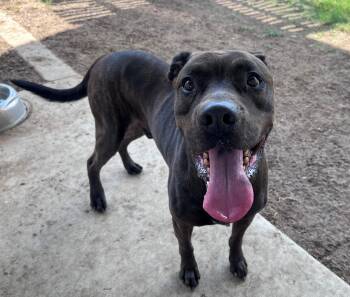 Chocolate A220487 -  Pit Bull Terrier Dog for Adoption in Plano, Texas - Chocolate A220487 | PetCurious