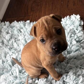 Nala -  Shar Pei and Mixed Breed Dog for Adoption in Freeport, Florida - Nala | PetCurious