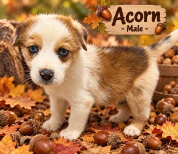 Pumpkin Patch Pups : Acorn -  Australian Shepherd Dog for Adoption in Aurora, Indiana - Pumpkin Patch Pups : Acorn | PetCurious