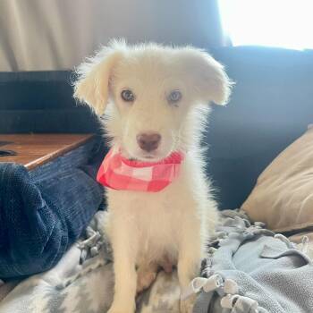 Great Pyrenees and Shepherd Dogs Available for Adoption in Dysart, Iowa - Gidget  | PetCurious