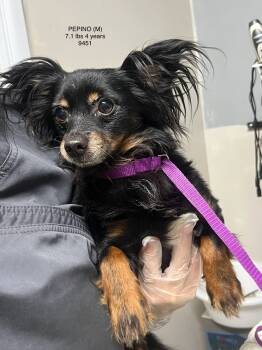 Rescue Papillon and Chihuahua Dogs for Adoption in Los Angeles, California - PEPINO 9451 | PetCurious