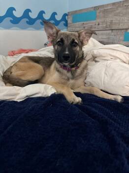 German Shepherd Dog Dogs Available for Adoption - Mabel | PetCurious