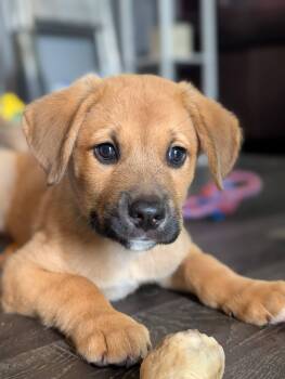 Phil -  Shepherd Dog for Adoption in Woodstock, Ontario - Phil | PetCurious