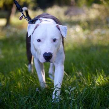 Ellis -  Pit Bull Terrier Dog for Adoption in Chicago, Illinois - Ellis | PetCurious