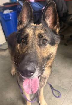 German Shepherd Dog Dogs Available for Adoption in San Antonio, Texas - ODINSON | PetCurious
