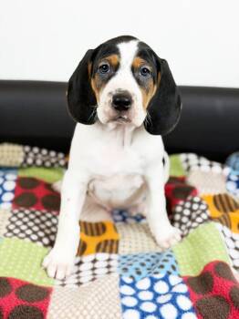 Treeing Walker Coonhound and Mixed Breed Dogs Available for Adoption - Retro Toy Litter - Hot Wheels | PetCurious