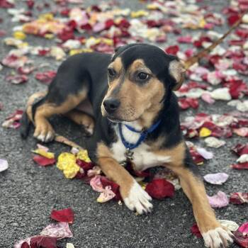Hound and Terrier Dogs Available for Adoption - Hoagie | PetCurious