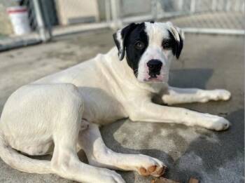 Labrador Retriever Dogs Available for Adoption in Silver Spring, Maryland - Phinneas | PetCurious
