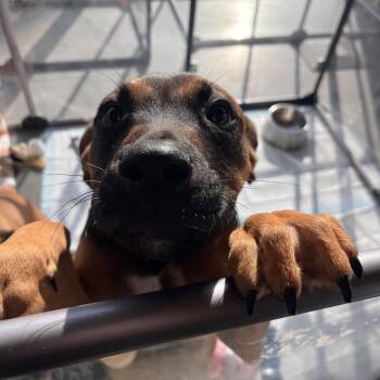 Mixed Breed Dogs Available for Adoption in Bentonville, Arkansas - Dynamo | PetCurious