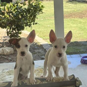 Tino and Tiko -  Jack Russell Terrier and Terrier Dog for Adoption in Bakersfield, California - Tino And Tiko | PetCurious
