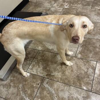 Labrador Retriever Dogs Available for Adoption - Lisa | PetCurious