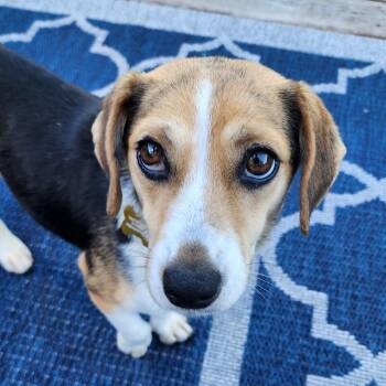 Georgia -  Beagle and Dachshund Dog for Adoption in Ferndale, Michigan - Georgia | PetCurious