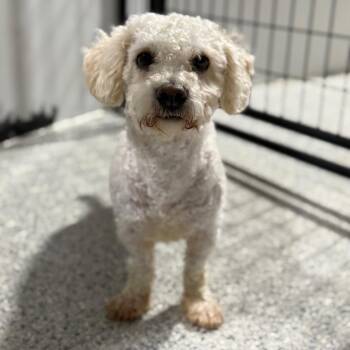 Maurice -  Miniature Poodle and Mixed Breed Dog for Adoption in Newberg, Oregon - Maurice | PetCurious