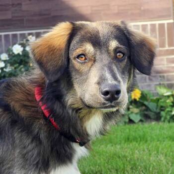 Irv -  Australian Shepherd Dog for Adoption in Itasca, Illinois - Irv | PetCurious
