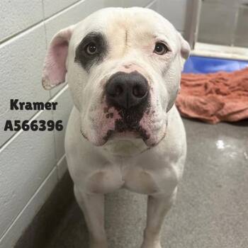 KRAMER -  Mastiff and Boxer Dog for Adoption - KRAMER | PetCurious