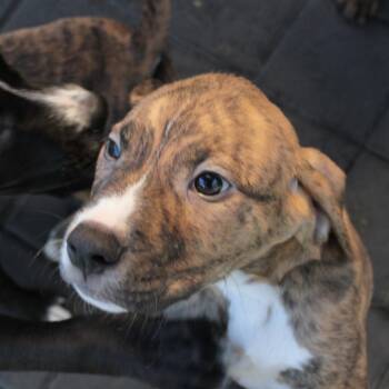 Batman -  Mixed Breed Dog for Adoption in San Francisco, California - Batman | PetCurious