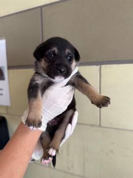 FRANCIS -  Pit Bull Terrier and German Shepherd Dog Dog for Adoption in Riverside, California - FRANCIS | PetCurious