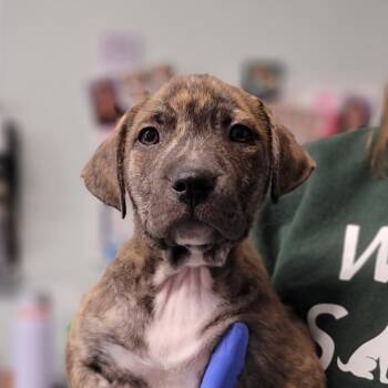 Rescue Mixed Breed Dogs for Adoption in Troy, Illinois - Finn | PetCurious