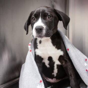 Labrador Retriever and Mixed Breed Dogs Available for Adoption in Atlanta, Georgia - Hank | PetCurious