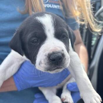 Great Pyrenees Dogs Available for Adoption - Bram | PetCurious