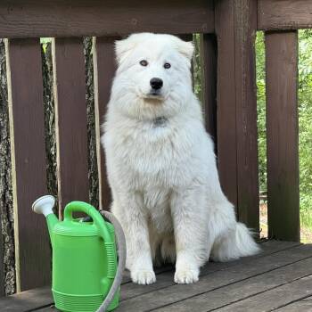 Maika -  Samoyed Dog for Adoption in St. Peters, Missouri - Maika | PetCurious