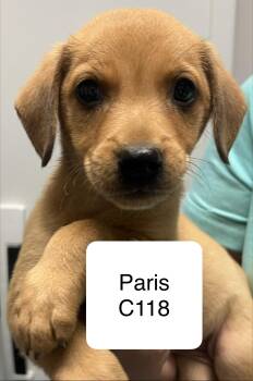 Paris C118 -  Terrier Dog for Adoption in Morganton, North Carolina - Paris C118 | PetCurious