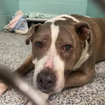 Mixed Breed Dogs Available for Adoption in Port Charlotte, Florida - Marley | PetCurious