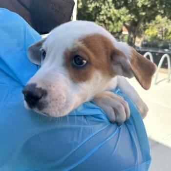 Overall -  American Staffordshire Terrier Dog for Adoption in Walnut Creek, California - Overall | PetCurious