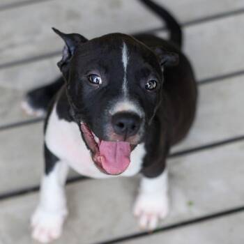 Cloud -  Mixed Breed Dog for Adoption in Bradenton, Florida - Cloud | PetCurious