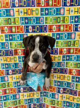 Rudolph -  Australian Cattle Dog Blue Heeler and Mixed Breed Dog for Adoption in Madison, Georgia - Rudolph | PetCurious