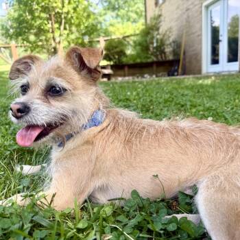 Ollie -  Chihuahua Dog for Adoption in Charlotte, North Carolina - Ollie | PetCurious