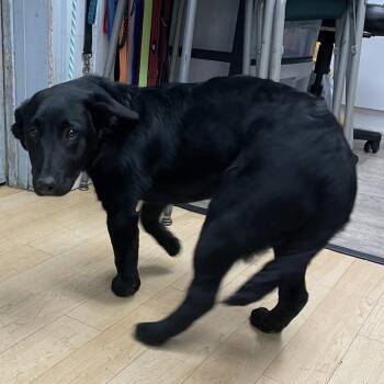 Black Labrador Retriever Dogs Available for Adoption in Spokane, Washington - Piper | PetCurious