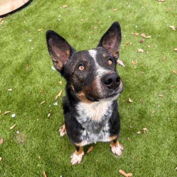 Bluey -  Australian Cattle Dog Blue Heeler Dog for Adoption in Magnolia, Texas - Bluey | PetCurious